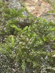 Brachythecium rivulare