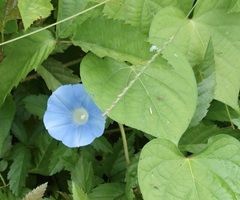 Ipomoea nil