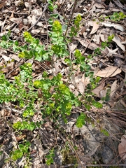 Platysace lanceolata