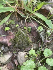 Brachythecium rivulare