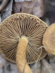 Flammulaster erinaceellus