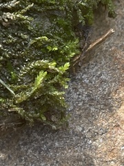 Brachythecium rivulare