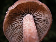 Psilocybe zapotecorum