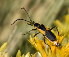Chauliognathus deceptus