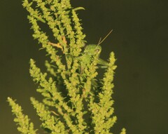 Campylacantha olivacea