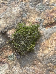 Brachythecium rivulare