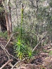 Dracophyllum secundum