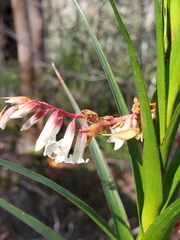 Dracophyllum secundum