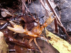 Euastacus setosus