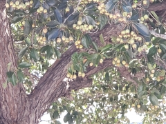 Crataegus crus-galli