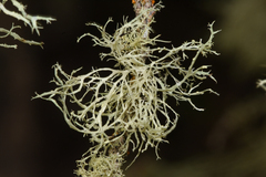 Ramalina farinacea
