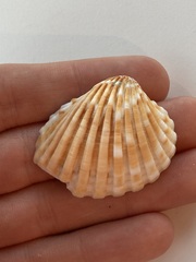 Cardites bicolor