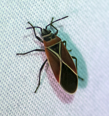 Neacoryphus bicrucis