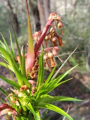 Dracophyllum secundum