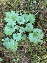 Boykinia occidentalis