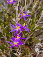 Calectasia intermedia