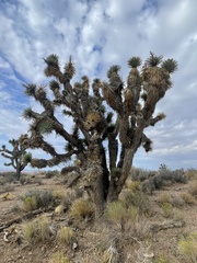 Yucca brevifolia