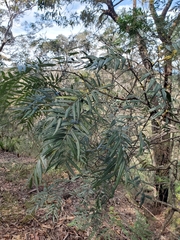Acacia elata