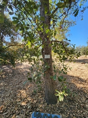 Quercus diversifolia