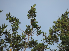 Eupsittula nana