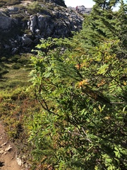 Sorbus sitchensis