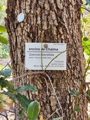 Quercus diversifolia