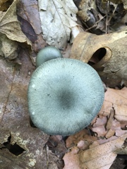Clitocybe glaucoalba