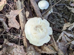 Cuphophyllus angustifolius