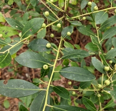 Ilex glabra