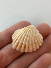 Cardites bicolor