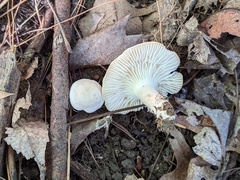 Cuphophyllus angustifolius