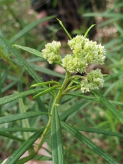 Cassinia aureonitens