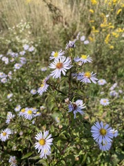Symphyotrichum novi-belgii