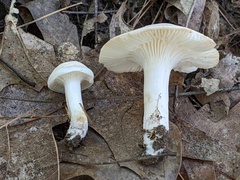 Cuphophyllus angustifolius