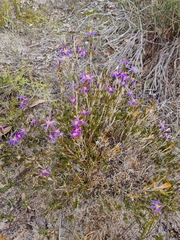 Calectasia intermedia