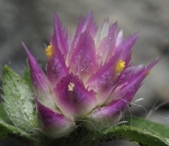 Gomphrena globosa