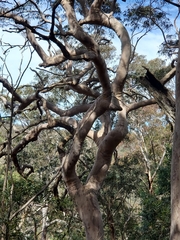 Angophora costata
