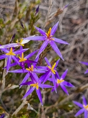 Calectasia intermedia