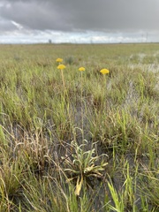 Craspedia variabilis