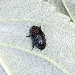 Dermestes undulatus