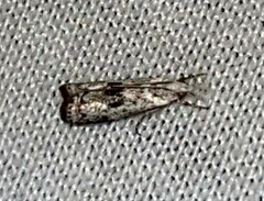 Microcrambus kimballi