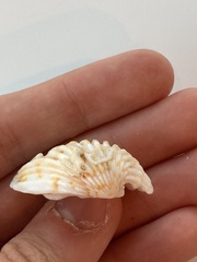 Cardites bicolor