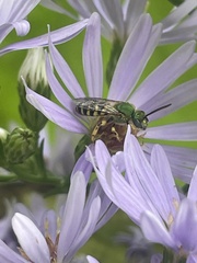 Agapostemon