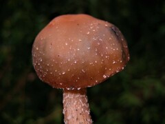 Psilocybe zapotecorum