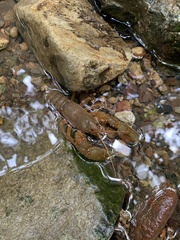 Euastacus setosus