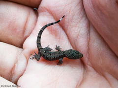 Gonatodes caudiscutatus