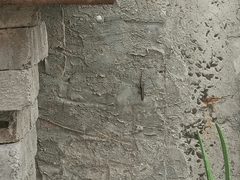 Gonatodes caudiscutatus