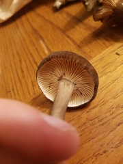 Lactarius lignyotus