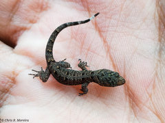 Gonatodes caudiscutatus