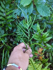 Woodwardia areolata